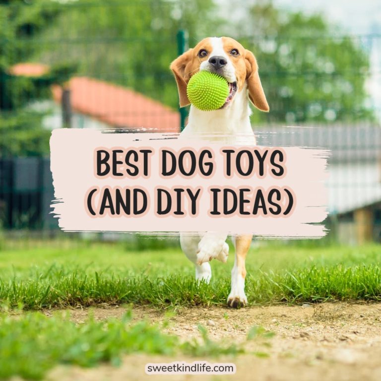 Best Dog Toys and DIY Ideas