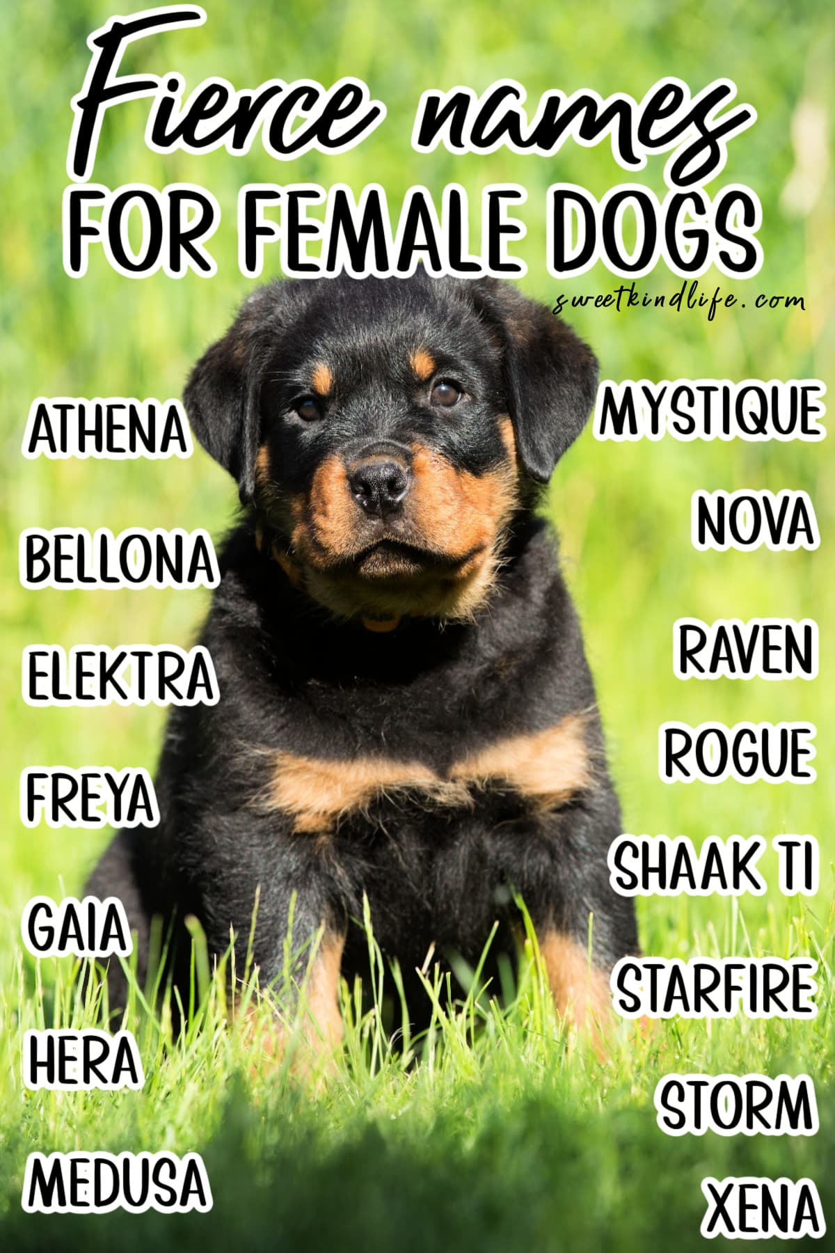 Fierce Names for Female Dogs