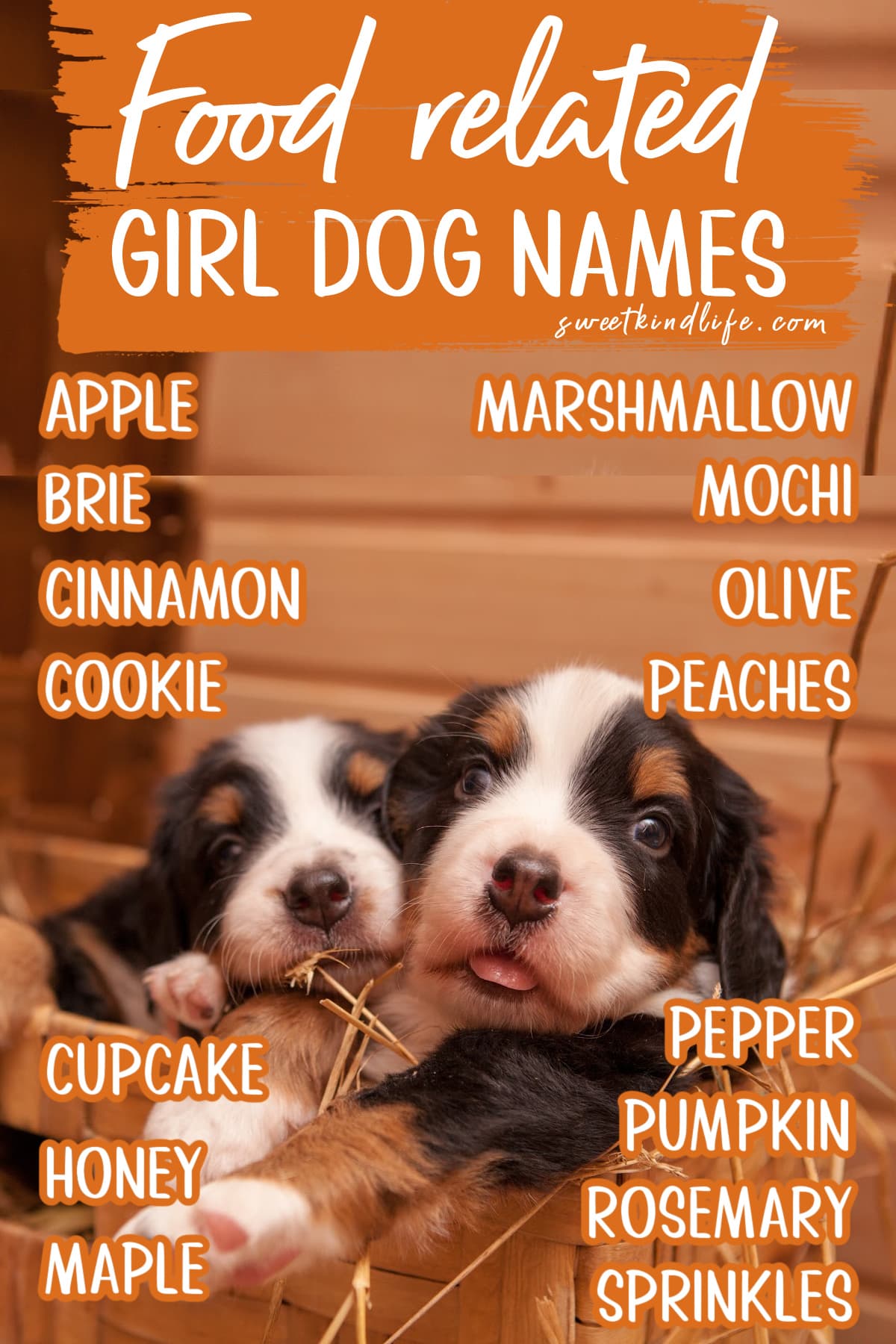 Foodie Girl Dog Names