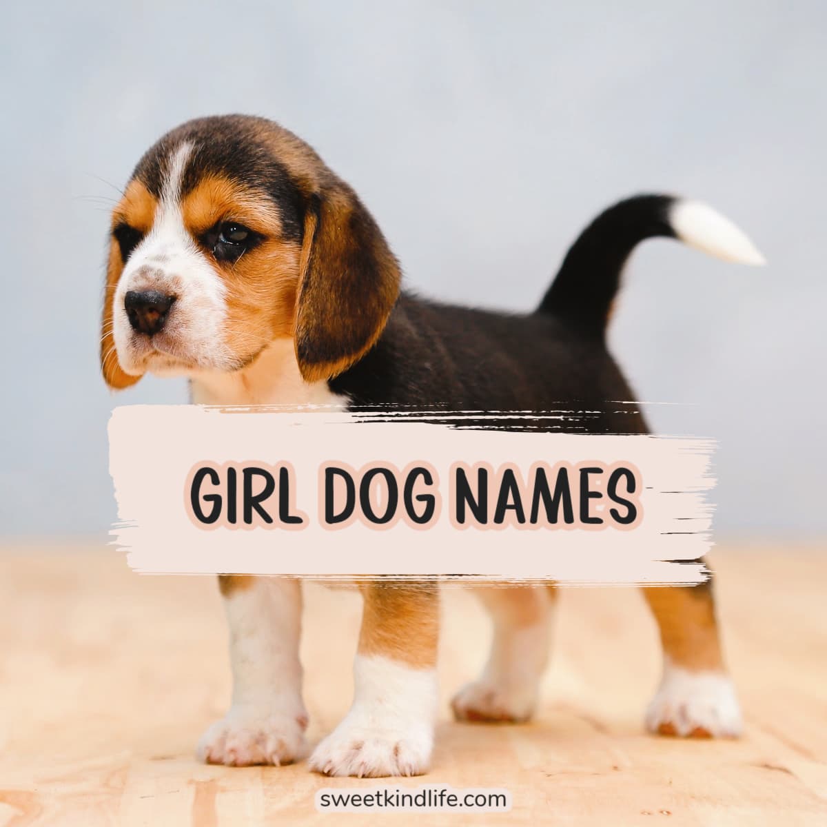 Girl Dog Names featured