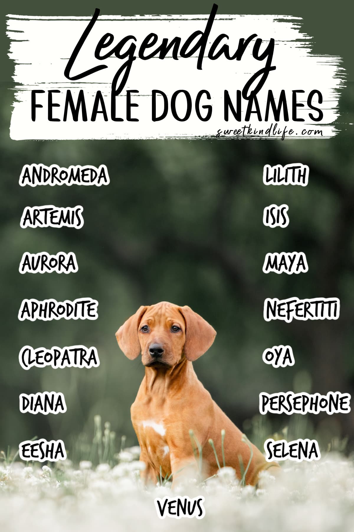 Legendary Female Dog Names